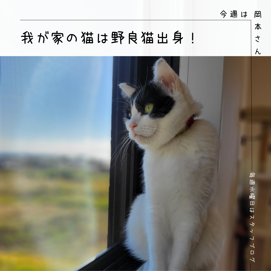 ブログサムネイル画像