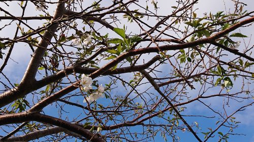 10月の桜と避難準備