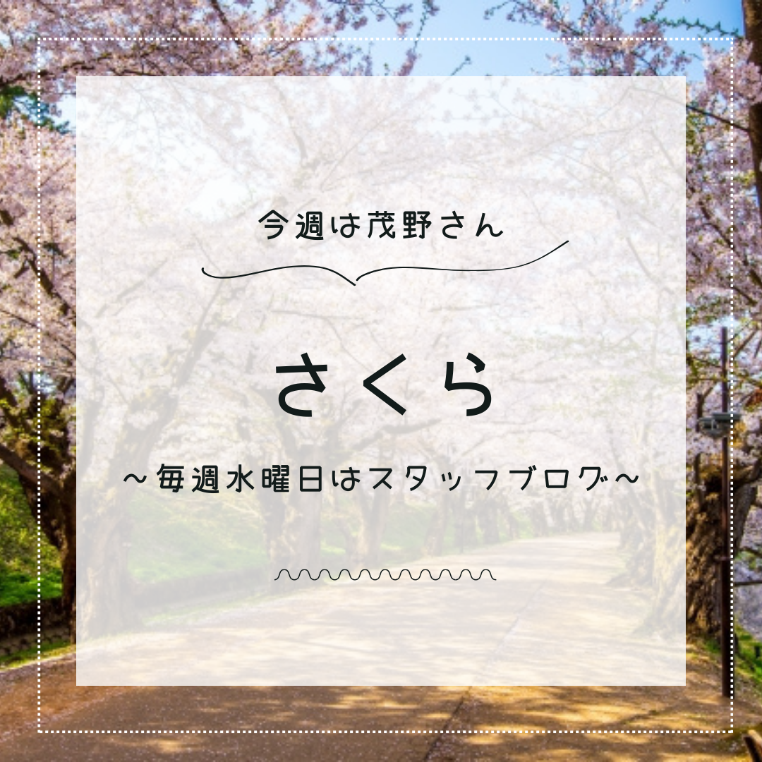 【スタッフブログ】🌸桜🌸