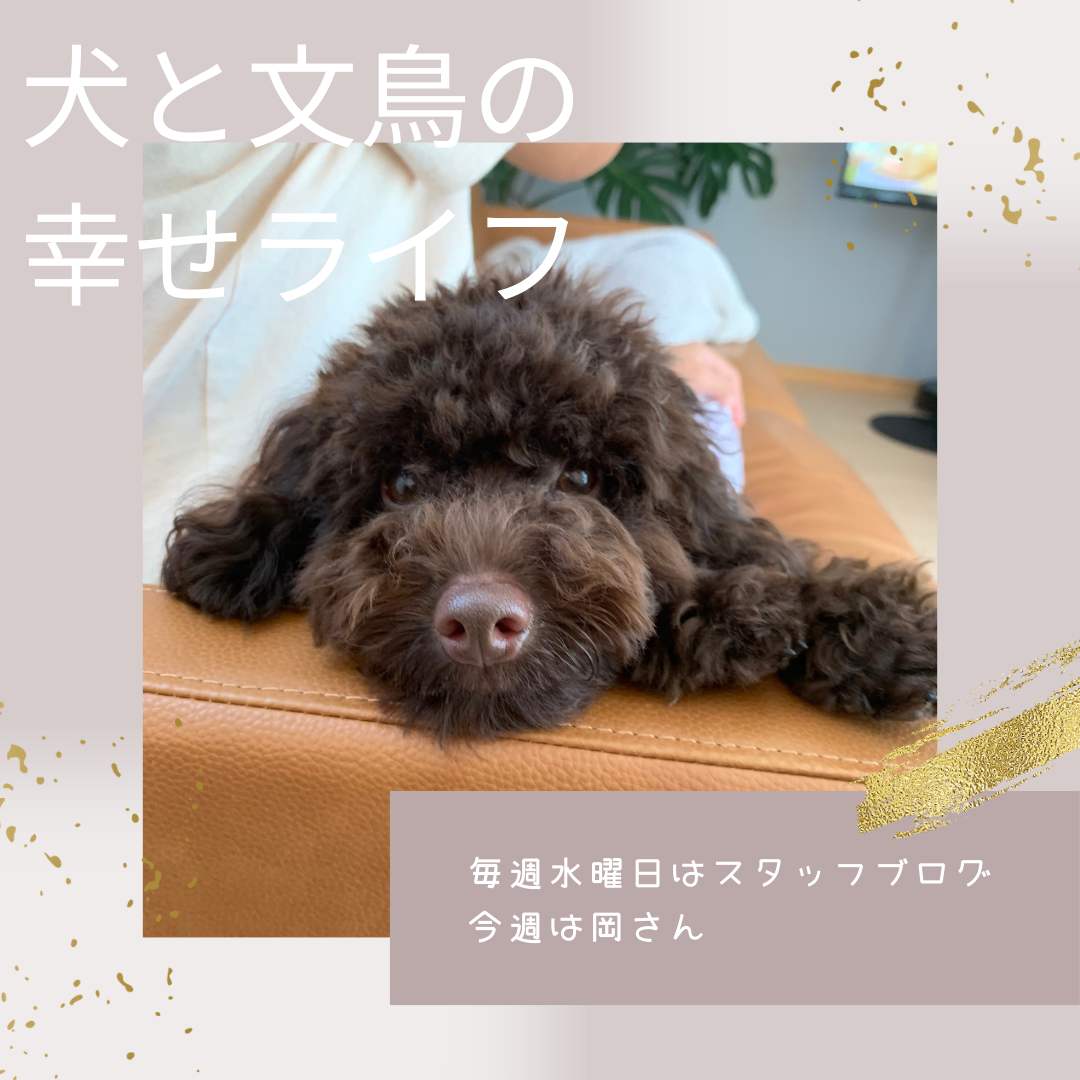 【スタッフブログ】犬と文鳥の幸せライフ
